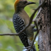 Hoffmann's Woodpecker